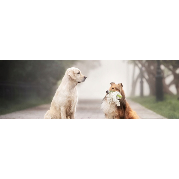 Francodex dentystyczny przysmak dla szczeniąt i psów higiena jamy ustnej